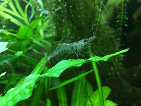 10x Live Freshwater Ghost - Glass Shrimp for Aquarium, Transparent Body, 2-3 cm Palaemonetes Paludosus