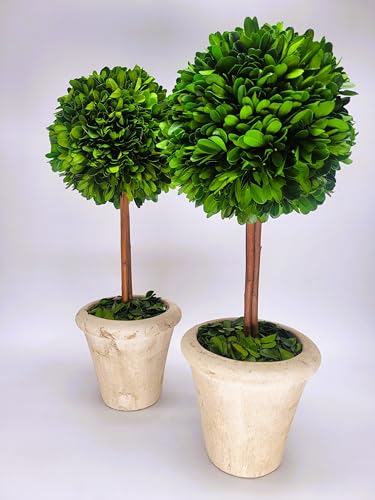 Tradingsmith Preserved Boxwood Single Ball Topiary 16 inch, Set of 2 Preserved Boxwood 16