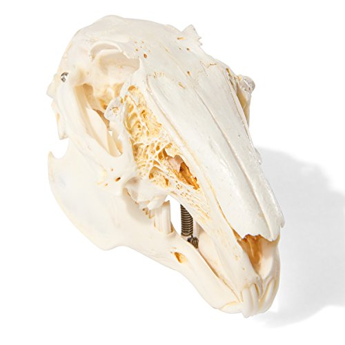 Image of 3B Scientific GmbH T300191 Rabbit Skull
