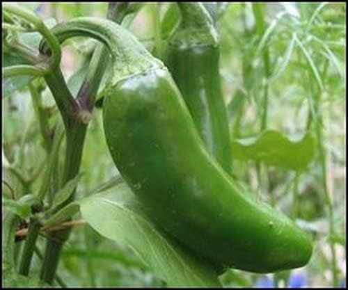 Miniatura 7 de Semillas gigantes de pimiento jalapeño (más de 45 semillas) enormes vainas, grandes rellenos, suaves