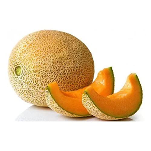 Sementes de Melão Cantaloupe [Hales Best Jumbo] FELTRIN