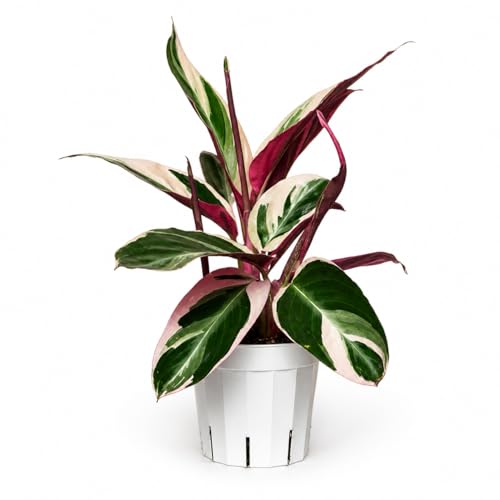 Stromanthe Triostar - Colorful Live Indoor Plant Calathea Prayer Plant Air Purifier & Elegant Home Decor Ideal for Room Decor Triostar Houseplant