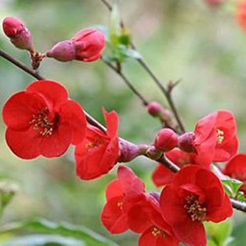 Cognassier du Japon 'Fire Dance' – Chaenomeles superba 'Fire Dance' – 30-40 C – 30-40 cm pot | Fleurs rouges abondantes, fructification décorative
