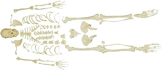 Anatomical Model Disarticulated Human Skeleton,Full,Medical Quality,62" Model Height 23 Intervertebral Discs,3 Part Skull with Movable Jaw,Left Hand and Foot Jointed