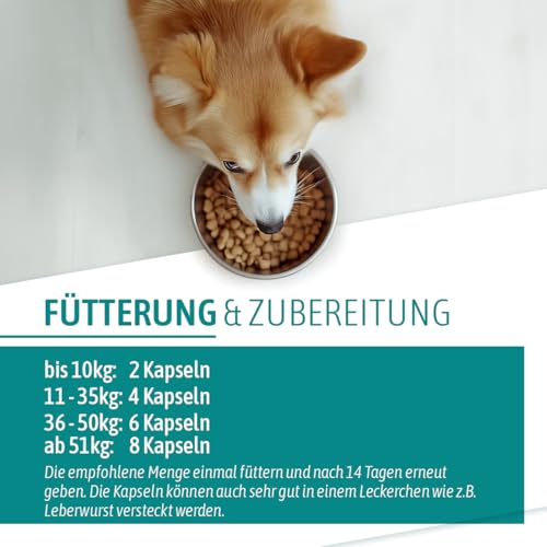 Foto von AniGo Wurmkraut PET Kapseln 50 Stück – für Hunde, mit echtem Wurmkraut (Artemisia Absinthium) in rezepturbasierter Pflanzenformel, geeignet für Hunde Aller Rassen