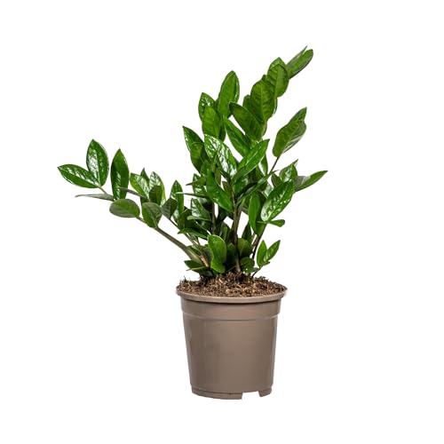 Glücksfeder - Zamioculcas Zamiifolia - Zimmerpflanze - Ø17cm - 40-50cm