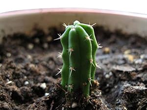 Samenchilishop Trichocereus Peruvianus 50 Samen