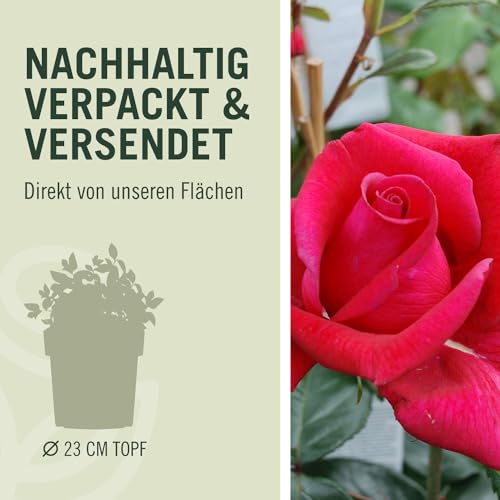 Kletterrose Red Flame in Rot - Kletter-Rose winterhart, stark duftend - Pflanze für Rankhilfe im 5 Liter Container von Garten Schlüter - Pflanzen in Top Qualität
