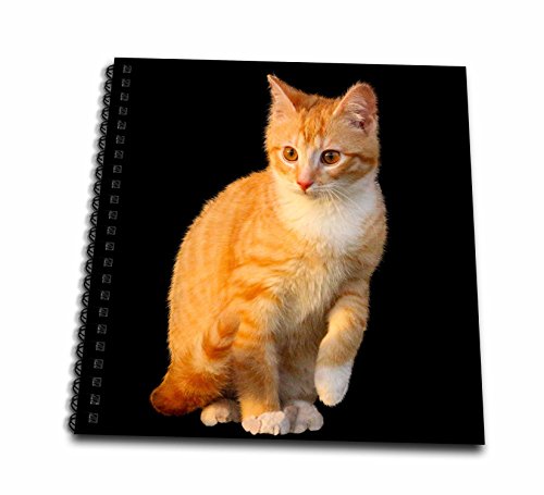 3dRose t@j[bhLbg ybg qL wi C[Ԃm[g (db_266203_2)