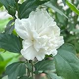 semillas de hibisco, Camas elevadas el jardín decoraciones de jardín exteriores variedades tradicionales orgánicas cortadas interior exóticas invernaderos 30pcs