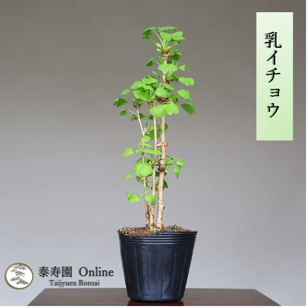 乳イチョウ 盆栽 乳銀杏 イチョウ盆栽 ギンナン チチイチョウ 乳