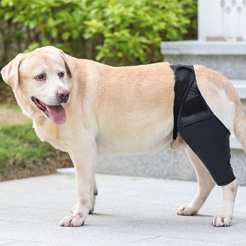 Zerodis Hunde-Kniebandage für Gerissenes ACL-Hinterbein, Kreuzbandverletzungen, Patellaluxation oder Arthrose, Hunde-ACL-Kniebandage, Hundebandage für das Hinterbein Zur Unterstützung (M)