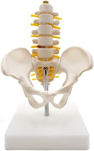 Mini Pelvis with 5pcs Lumbar Vertebrae Model,Half Size,Kouber Human Anatomical Model,5" x 5" x 9"