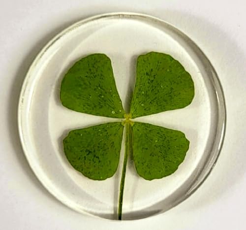 Image of 33mm Real Four Leaf Clover Shamrock in Round Crystal Clear Lucite Resin Token Specimen St.Patrick's Day inchLucky Leaf inch Coin Gift Crafts Collection for Botany Science Education & Desk Ornament Display