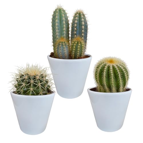 Kakteen | Kakteen Mix in weißem Keramiktopf | 3 Stück | diverse Sorten | Ø 11 cm | ↕ 13-18 cm | in farblich abgestimmtem Übertopf | Pflegeleichte Zimmerpflanzen Kakteen | Kakteen Mix in weißem Keramiktopf | 3 Stück | diverse Sorten | Ø 11 cm | ↕ 13-18 cm | in farblich abgestimmtem Übertopf | Pflegeleichte Zimmerpflanzen
