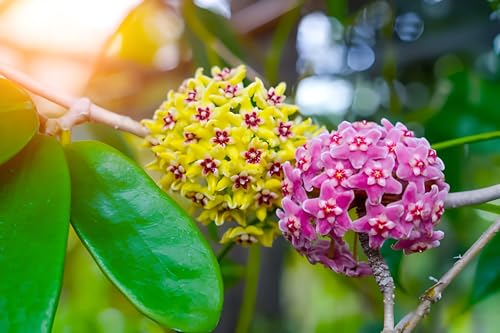 Image of Hoya Wax Plant Live Combo (4 Assorted Mystery Varieties) Rooted Indoor Hanging Vine Rare Collector Porcelain Flower Plant by Green Earth
