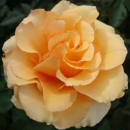 Episodio 91 - Estrellitas de dulzura