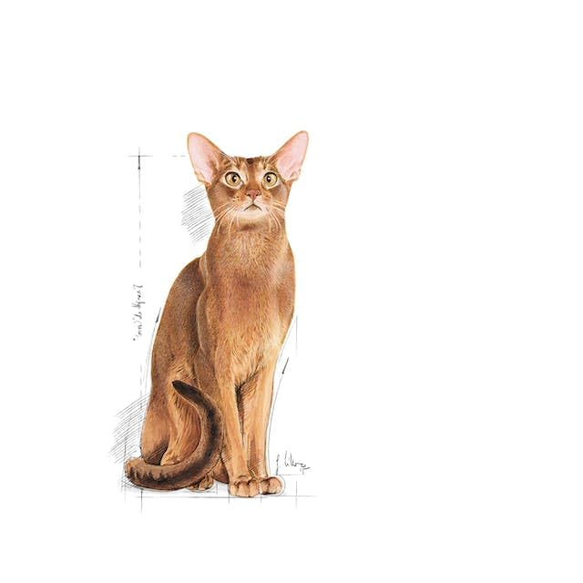 ROYAL CANIN Protein Exigent | Doppelpack | 2 x 400 g | Alleinfuttermittel für besonders wählerische Katzen ab dem 12. Monat | Enthält einen speziell angepassten Energiegehalt