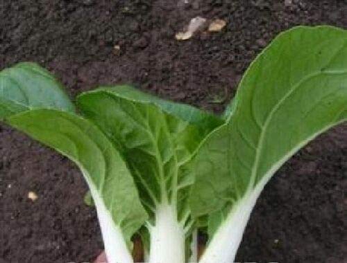 700 Seeds of Vegetable Pak Choi Canton Dwarf