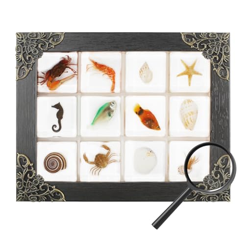 12 Pcs Insect in Resin Specimen Bugs Collection Paperweights, Resin Insects Specimen Frame Decoration for Tabletop Wall Art Decoration Scientific Educational Display Supplies (12 PCS Marine Animals)