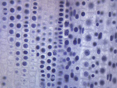 Image of EISCO Ascaris & Onion Mitosis, Prepared Microscope Slide - 75 x 25mm - Plant & Animal Mitosis, Introductory Microscopy