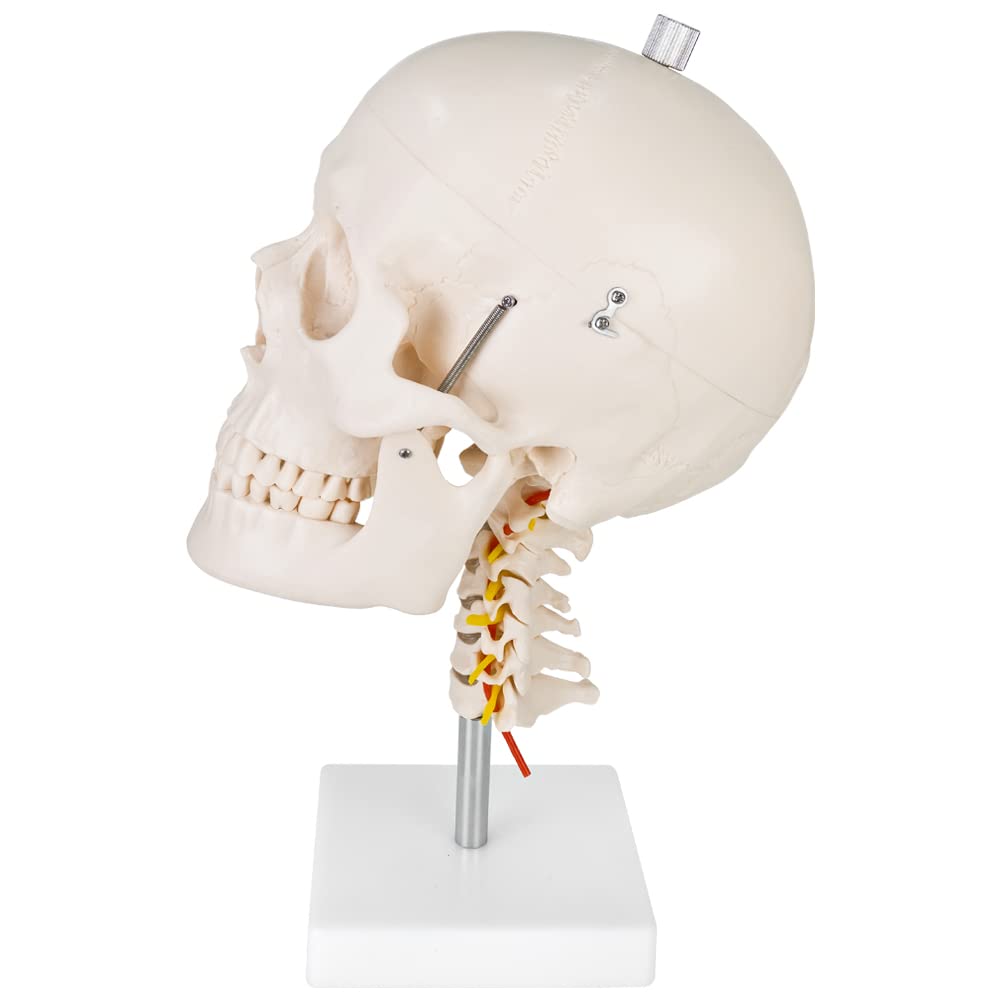 Schädel Halswirbelsäule Anatomie Modell Skelett Lebensgroß Anatomisches Model Totenkopf Schädelmodell Menschlicher Kopf Skull Schaedel auf Ständer MedMod