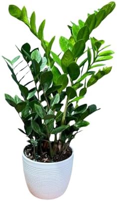 Generic Green Zz Plant in 6 Inch Pot, Zamioculcas Zamiifolia, Indoor Good Luck Houseplant, Low Light Air Purifier, Low Maintenance Gift