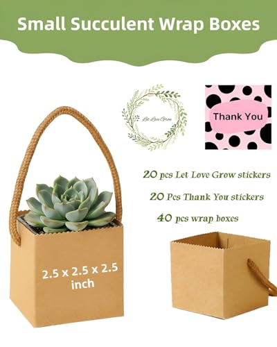 Cajas de regalo para suculentas con 30% de descuento - 40 unidades