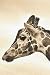 Notizbuch Giraffe: blanko Notizbuch ohne Zeilen - perfekt als Malbuch | Zeichenbuch | Tagebuch, als Geschenk für Tierfreunde