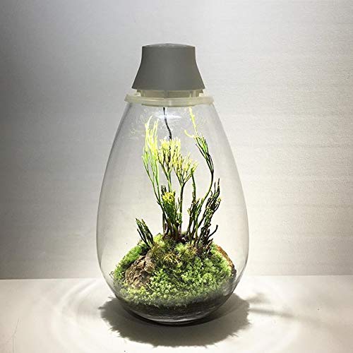 【未使用】Mossarium Light LED Terrarium テラリウム Amazon.co.jp: Mosslight-モスライト LED照明付苔テラリウム