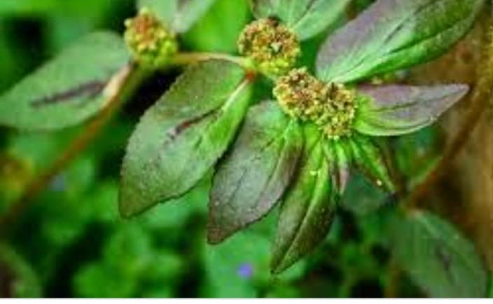 See full amazon price history chart for Minnal Traders Amman Pacharisi (Euphorbia Hirta) Live Plant - 2 Nos in Poly Bag Minnal Traders Amman Pacharisi (Euphorbia Hirta) Live Plant - 2 Nos in Poly Bag (B09ZKNQK5K) Amazon Price History, Amazon Price Tracker