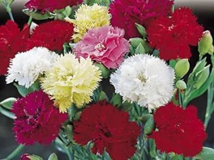 See full amazon price history chart for Green World CARNATION CHAUBAD MIX FLOWER SEEDS (DIANTHUS CARYOPHYLLUS) FOR KITCHEN GARDENINIG (100 seeds) Green World CARNATION CHAUBAD MIX FLOWER SEEDS (DIANTHUS CARYOPHYLLUS) FOR KITCHEN GARDENINIG (100 seeds) (B09KPSXV62) Amazon Price History, Amazon Price Tracker