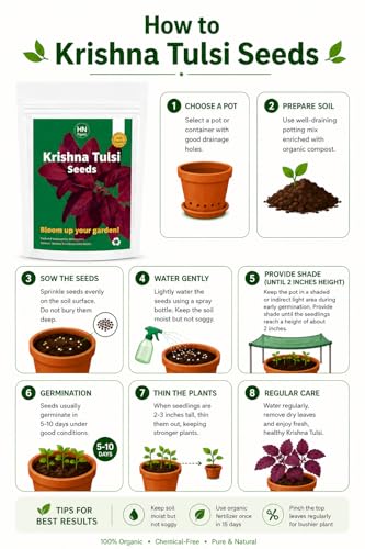 Image of Black Krishna Shyama Tulsi Seeds | Holy Basi | for Home | Kitchen Gardening (Krishna Tulsi)