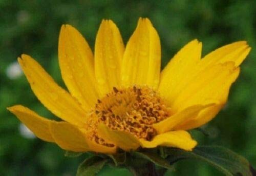 50+ Heliopsis False Sunflower / Good in Poor Soil and Hard Clay / Perennial Flow