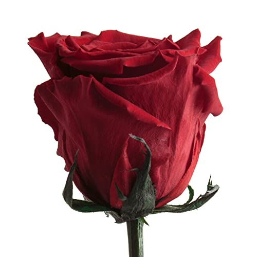 ROSEMARIE SCHULZ Heidelberg Infinity Rose Rot mit Stiel - 45-50cm lang echte Blume haltbar 3 Jahre in Box - konservierte Rose Freundin Geschenk zum Geburtstag und Valentinstag (Rot)