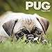 Produktbild Pug Puppies Mini Square Wall Calendar 2022