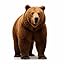 Brown Bear