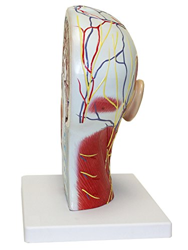 Image of B10442 Half Head Model with Musculature, Life Size
