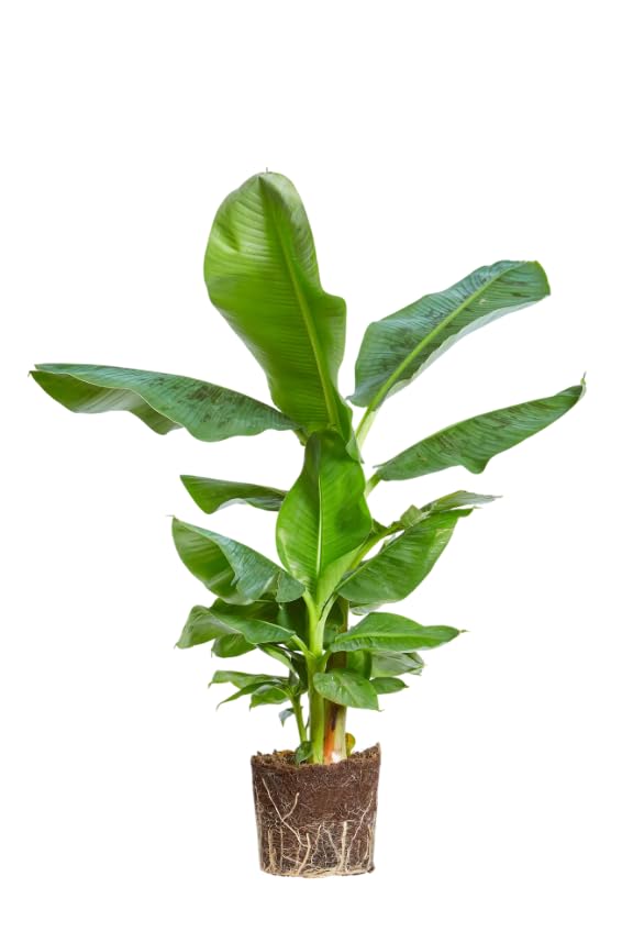 Platanera Natural XL Planta Viva Tropical de Gran Altura