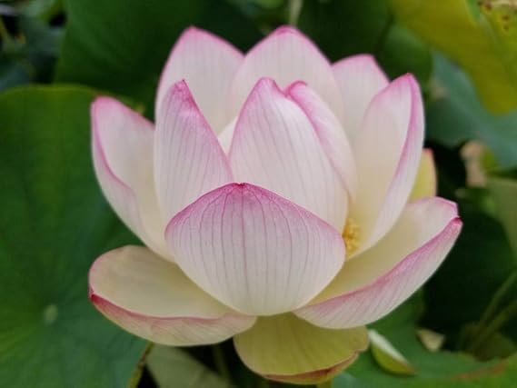 Lotus Pink Flower Seeds – Pack of 10 Easy-to-Grow Japanese Lotus Seeds for Indoor & Aquatic Gardens | Vibrant Blooms Ideal for Water Features & Home Gardening