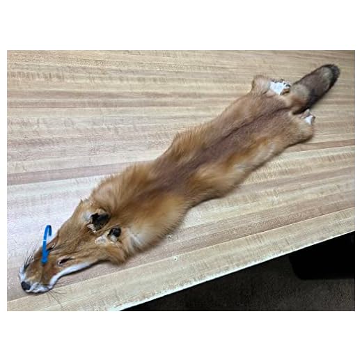 Tanned Red Fox Hides # 1 & 2's Fur Good Quality