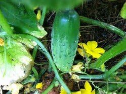 Cucumber Carolina F1 Hybrid Great Garden Vegetable By Seed Kingdom Bulk 1,500 Seeds