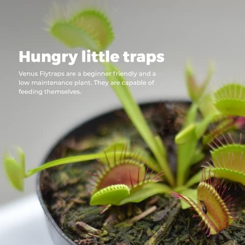 Grow Your own Venus Flytrap Kit  Easily Grow Carnivorous Venus Flytrap Plants with our Beginner friendly Venus Flytrap Kit - Unique Seed Kit Gift idea