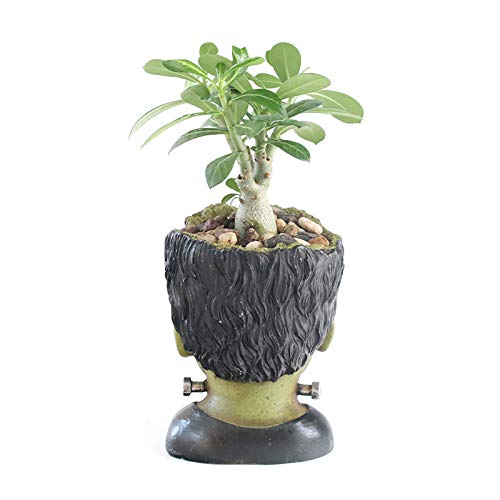 Vampire Succulent Plants Holder - Image 5