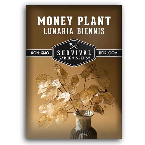 Survival Garden Seeds Money Plant Seed for Planting – 1 Packet with Instructions to Grow Lunaria Annua in Your Home Garden - Non-GMO Heirloom Variety - Money Tree - Honesty Plant - Flower Seeds