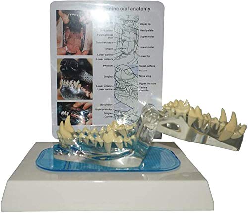 GKPLY Transparentes Hunde-Hundezahn-Modell, Hundekiefer-Zahnmodus mit Zahnmodell, Hundeschädel-Kieferknochen-Anatomie Veterinär-Tier-Skelett-Zersetzungsprobe Cover