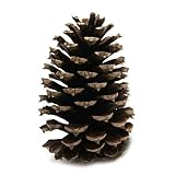 イベンテック まつぼっくり 特大