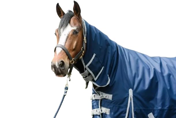 Horse Masters Turnout Rug, Waterproof, 600D, Full Neck, 300g Heavyweight, Blue & Purple (Blue, 5'0")