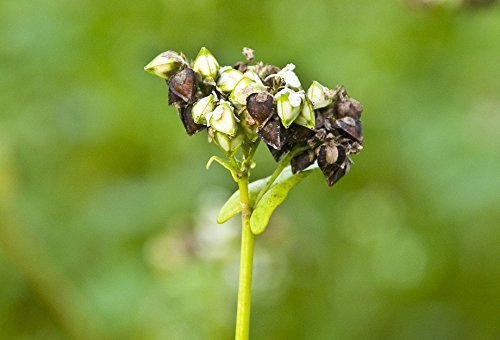 Miniatura 7 de Trigo sarraceno Food to Live orgánico
