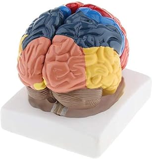 Teaching Model, Regional Brain Model Occipital Lobe Parietal Lobes Temporal 2 Parts Colored Coded Regions Include Frontal 10 Anatomy Biology Exquisite